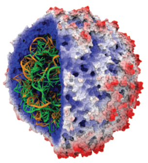 This is a cut-away view of a protein capsid (outer shell) and internally contained RNA for the Satellite Tobacco Mosaic Virus,one of the largest biological molecules simulated on a supercomputer. 